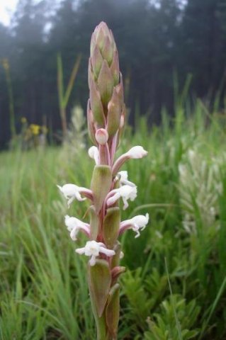 Satyrium longicauda var. longicauda bracts pointing up and down